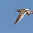 thumbs/IMG_6856.jpg